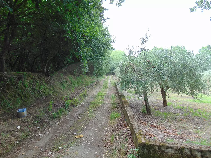 Immagine 7 di Terreno agricolo in vendita  in mugnano del cardinale a Mugnano Del Cardinale