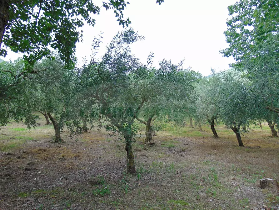 Immagine 9 di Terreno agricolo in vendita  in mugnano del cardinale a Mugnano Del Cardinale