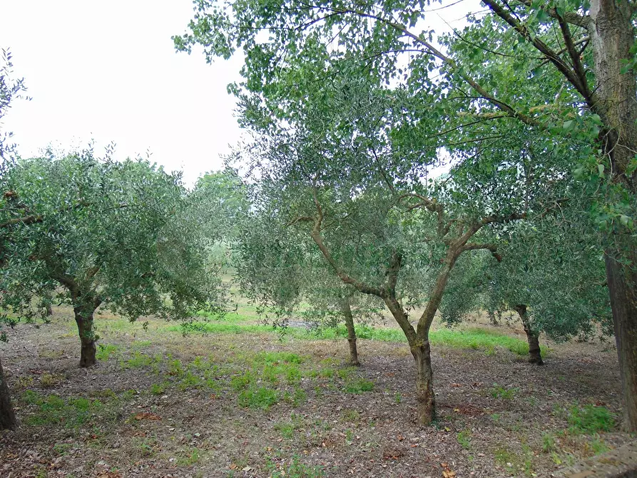 Immagine 10 di Terreno agricolo in vendita  in mugnano del cardinale a Mugnano Del Cardinale