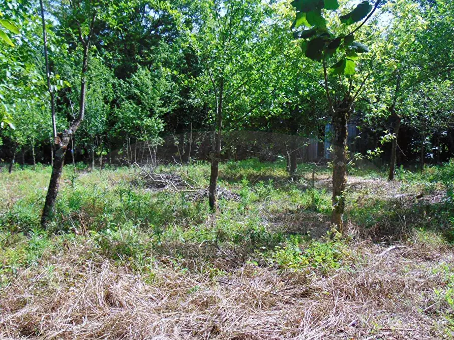 Immagine 2 di Terreno agricolo in vendita  in baiano a Baiano
