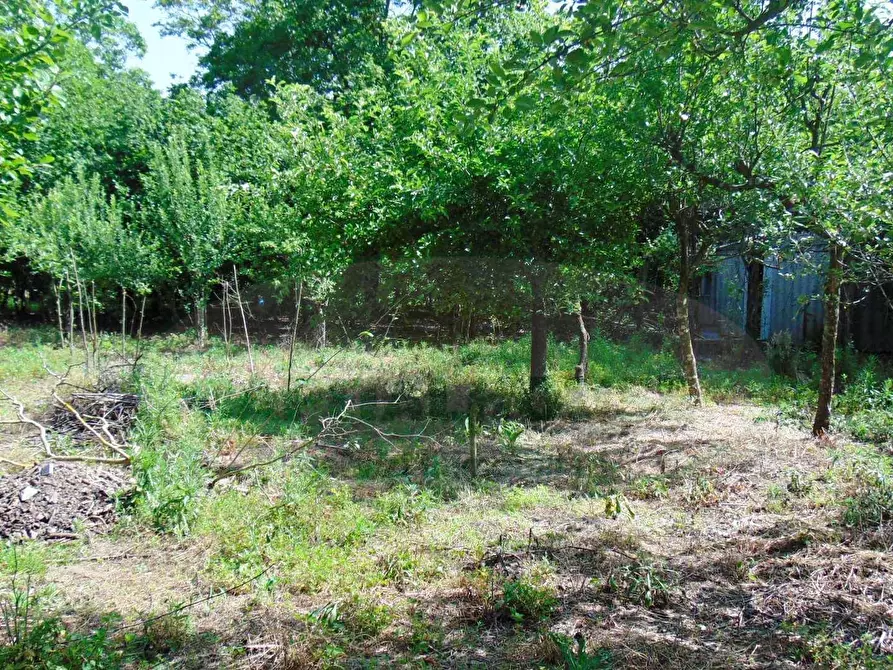 Immagine 4 di Terreno agricolo in vendita  in baiano a Baiano