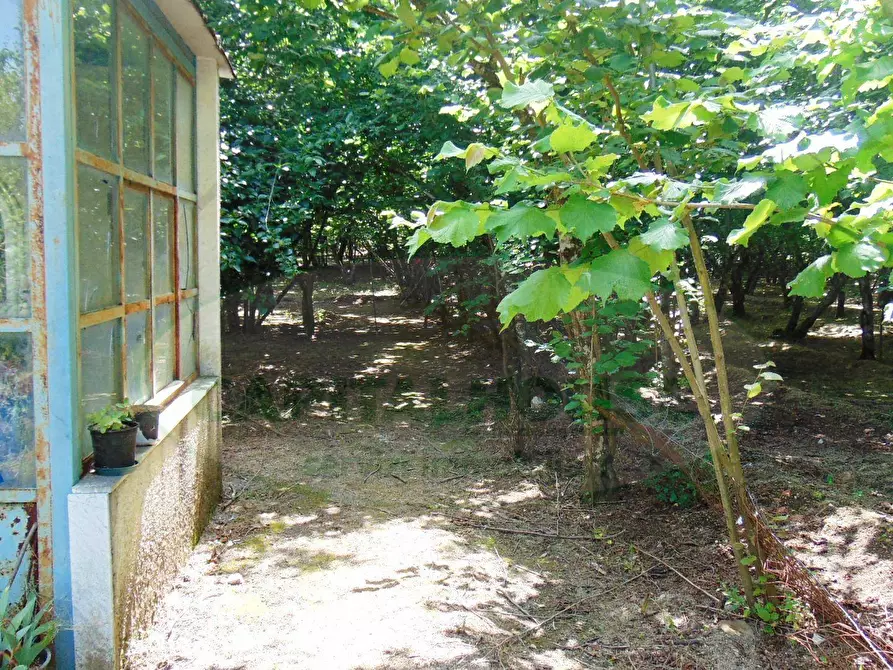 Immagine 5 di Terreno agricolo in vendita  in baiano a Baiano