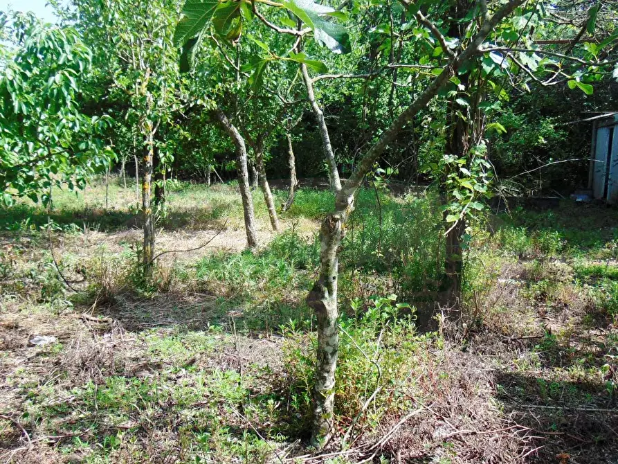 Immagine 6 di Terreno agricolo in vendita  in baiano a Baiano