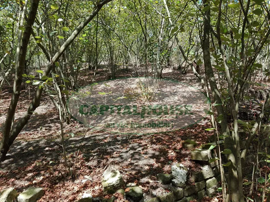 Immagine 5 di Terreno agricolo in vendita  in via Contrada Travi a Ottaviano