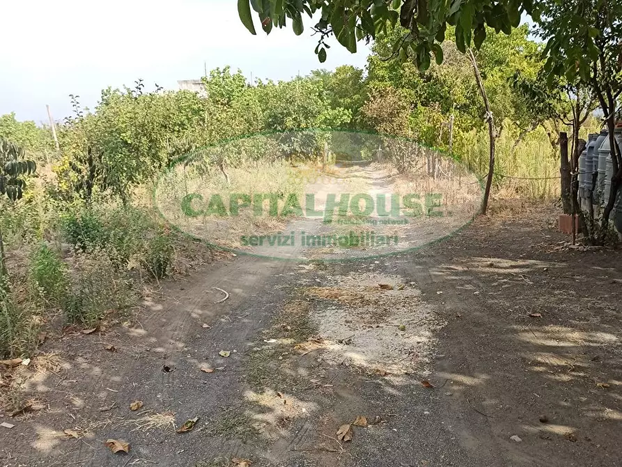 Immagine 2 di Terreno agricolo in vendita  in Località Bosco a Somma Vesuviana