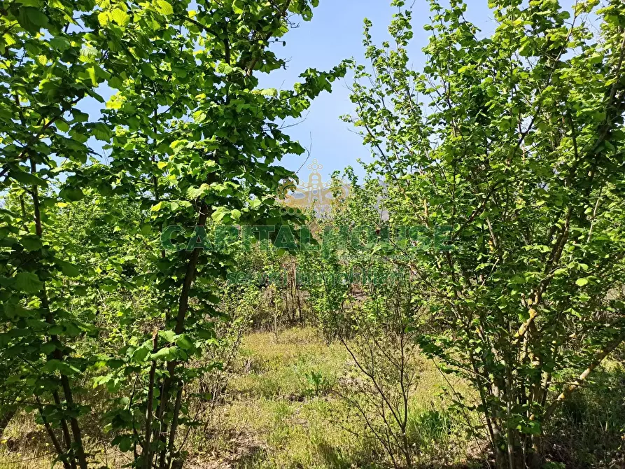 Immagine 13 di Terreno agricolo in vendita  in san giuseppe vesuviano a San Giuseppe Vesuviano