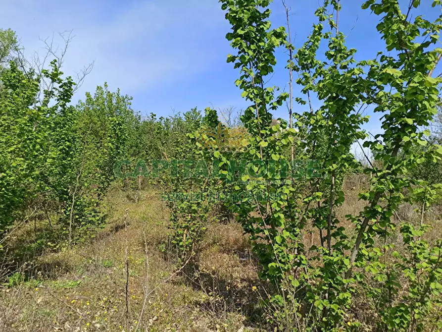 Immagine 11 di Terreno agricolo in vendita  in san giuseppe vesuviano a San Giuseppe Vesuviano