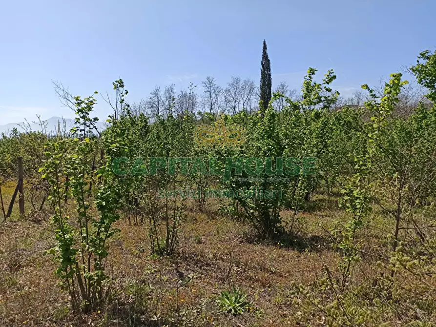 Immagine 10 di Terreno agricolo in vendita  in san giuseppe vesuviano a San Giuseppe Vesuviano