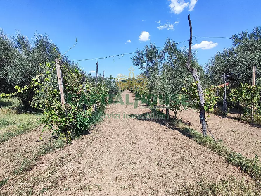 Immagine 1 di Terreno agricolo in vendita  a Capua