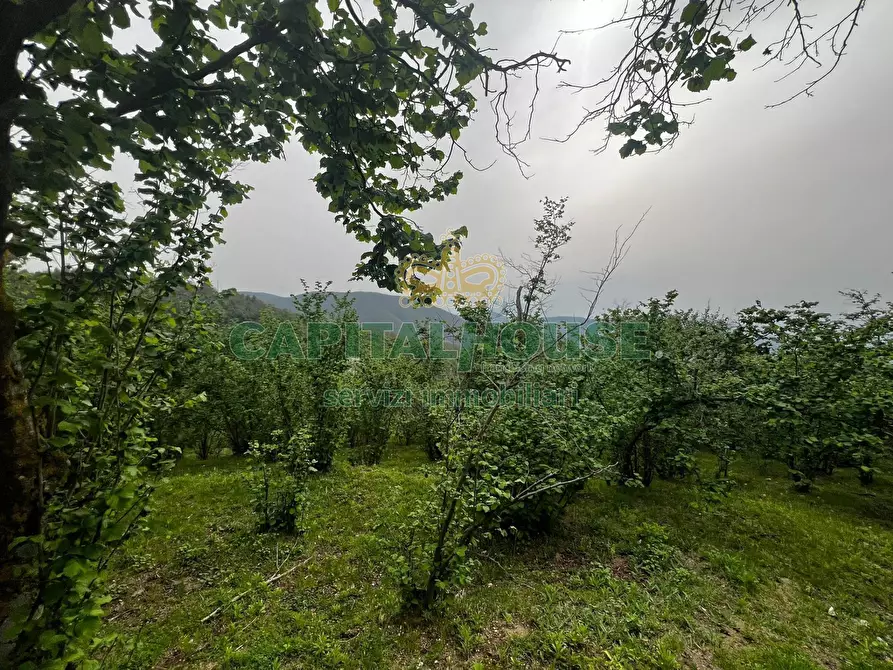Immagine 6 di Terreno agricolo in vendita  in mugnano del cardinale a Mugnano Del Cardinale