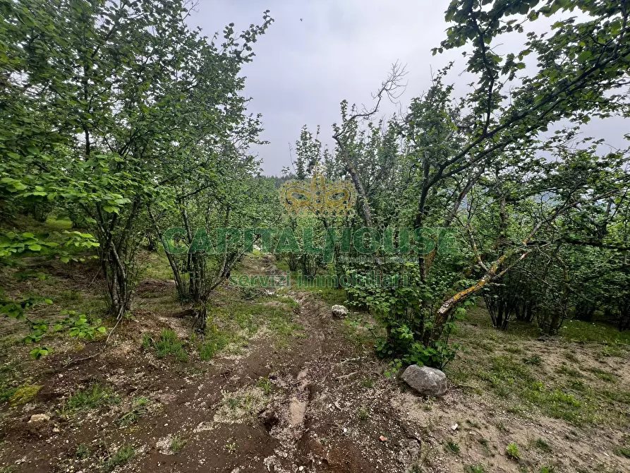 Immagine 8 di Terreno agricolo in vendita  in mugnano del cardinale a Mugnano Del Cardinale