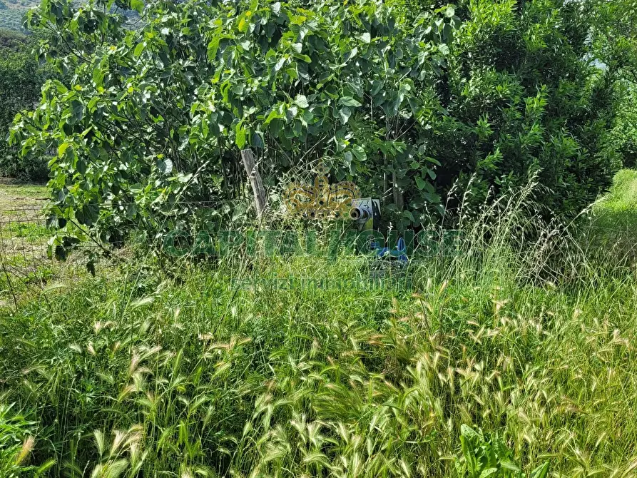Immagine 8 di Terreno agricolo in vendita  in Via San Vito a Mercato San Severino