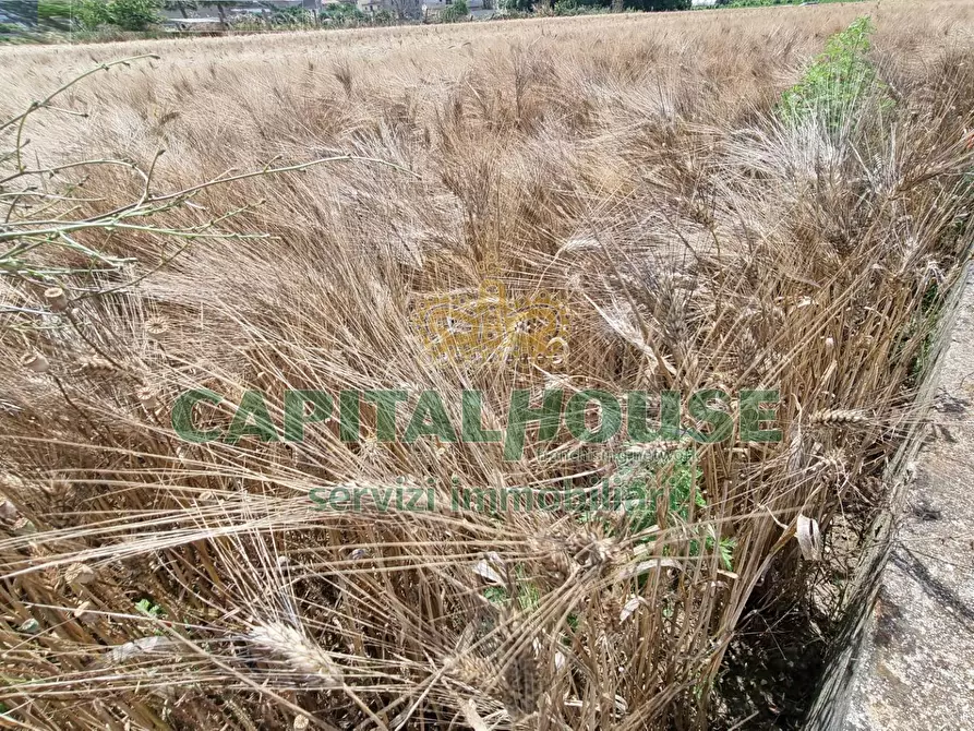 Immagine 11 di Terreno agricolo in vendita  a Capodrise