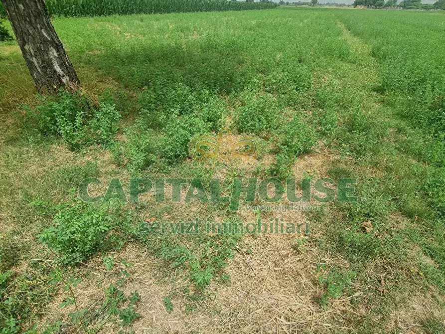 Immagine 8 di Terreno agricolo in vendita  a Marcianise