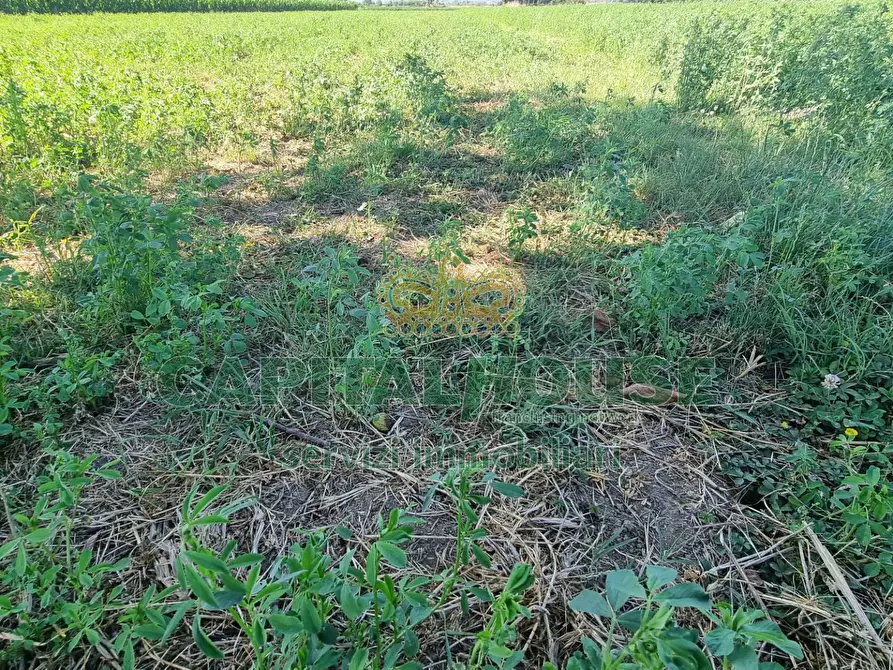 Immagine 12 di Terreno agricolo in vendita  a Marcianise