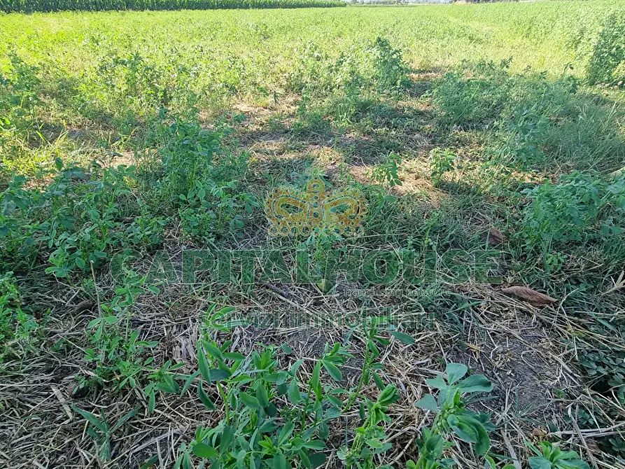 Immagine 13 di Terreno agricolo in vendita  a Marcianise