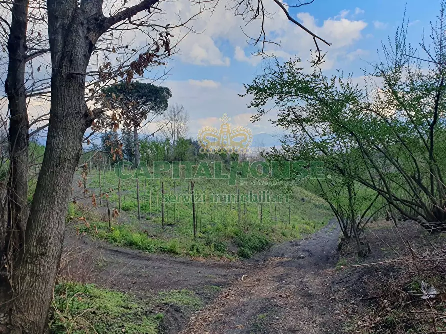 Immagine 15 di Terreno agricolo in vendita  in via zabatta a Ottaviano