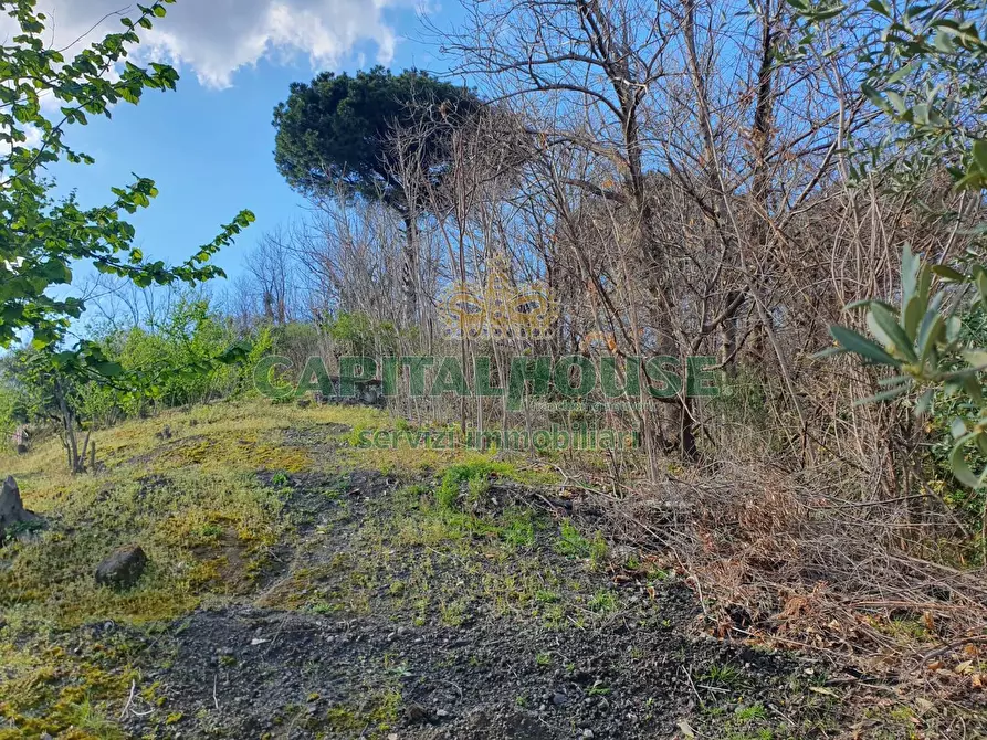 Immagine 3 di Terreno agricolo in vendita  in via zabatta a Ottaviano