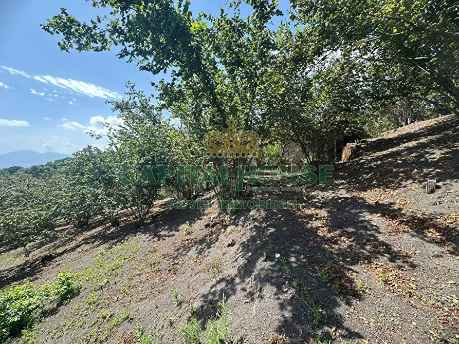 Immagine 23 di Terreno agricolo in vendita  in via zabatta a Ottaviano