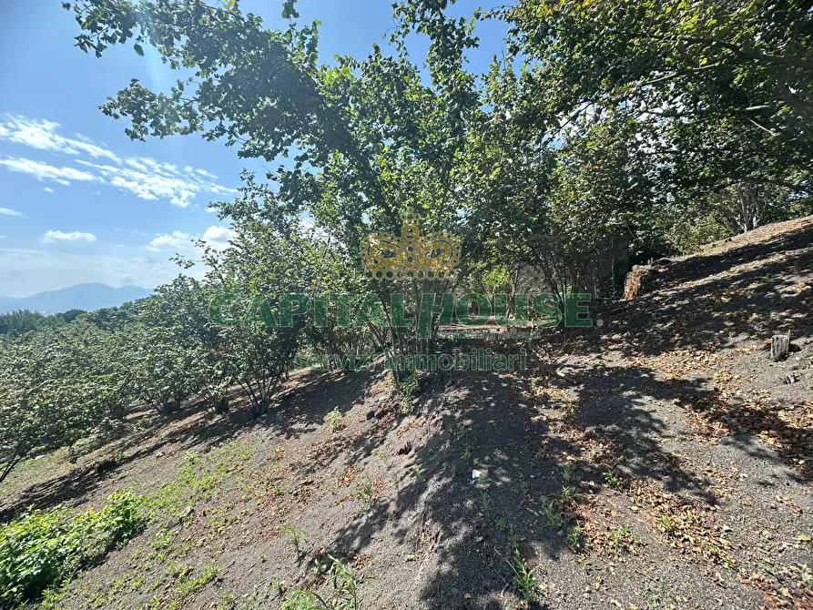 Immagine 17 di Terreno agricolo in vendita  in via zabatta a Ottaviano