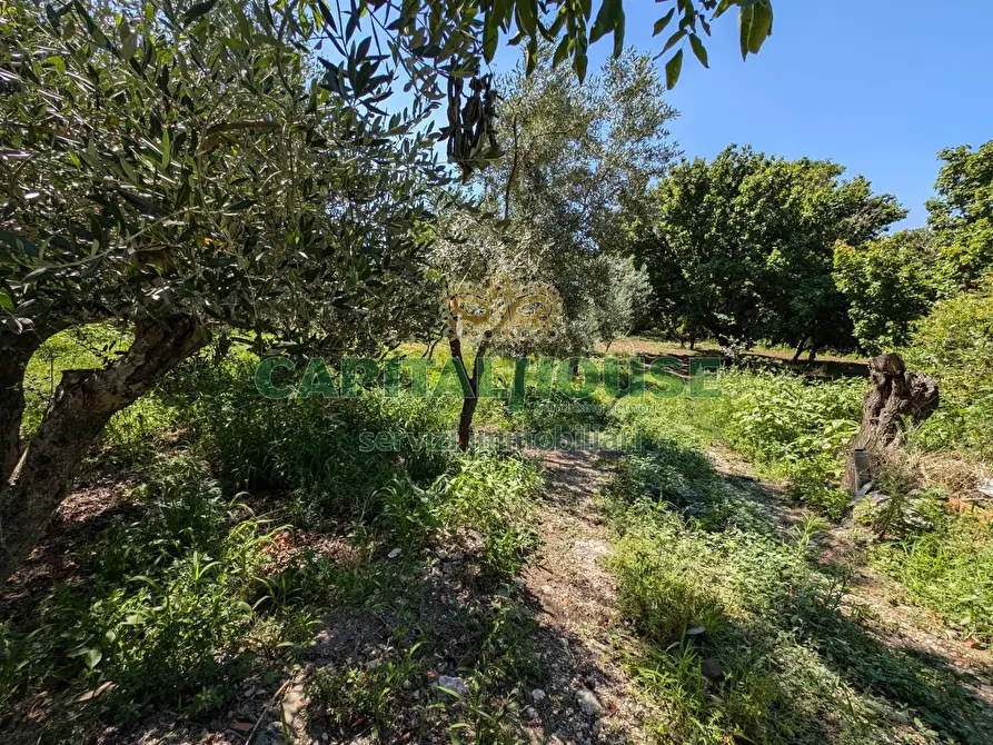 Immagine 2 di Terreno agricolo in vendita  in Contrada Fellino a Cicciano