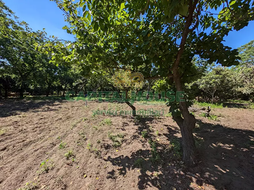 Immagine 3 di Terreno agricolo in vendita  in Contrada Fellino a Cicciano
