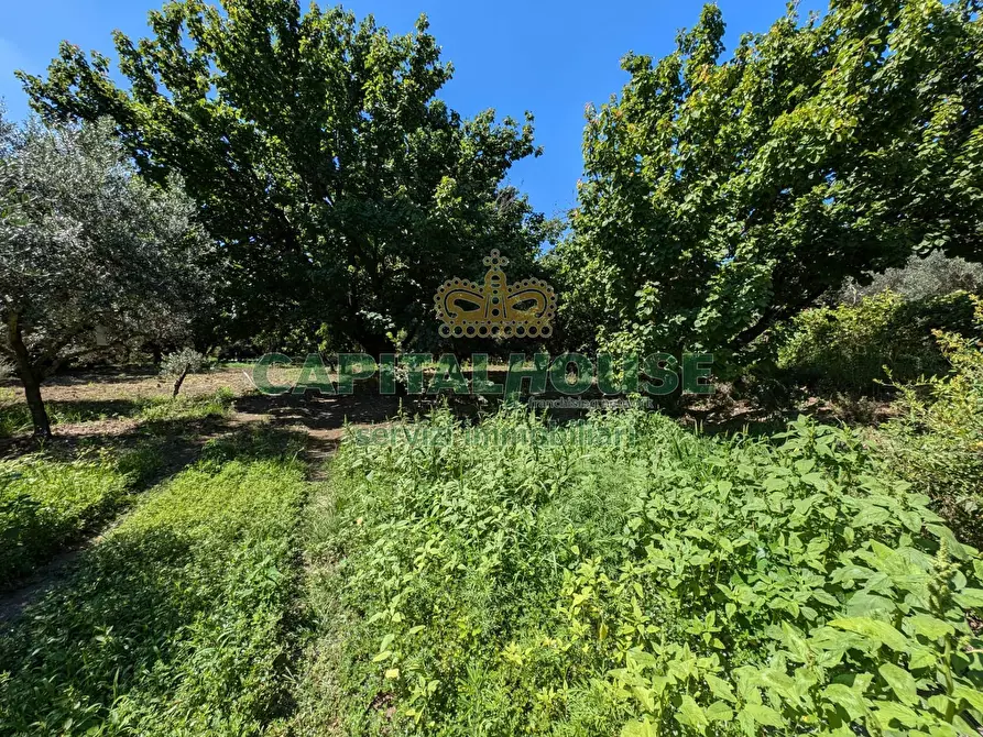 Immagine 4 di Terreno agricolo in vendita  in Contrada Fellino a Cicciano