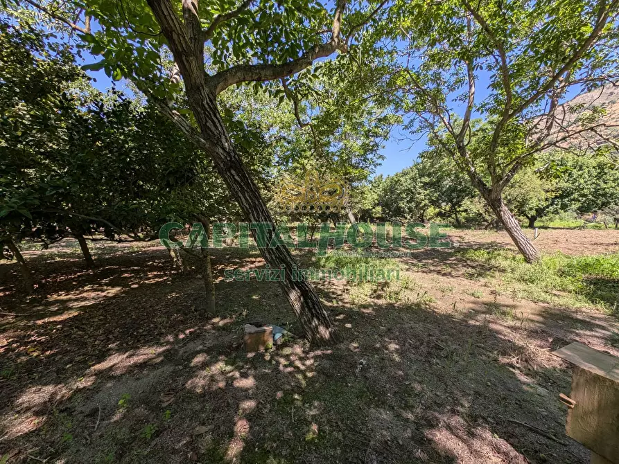 Immagine 6 di Terreno agricolo in vendita  in Contrada Fellino a Cicciano