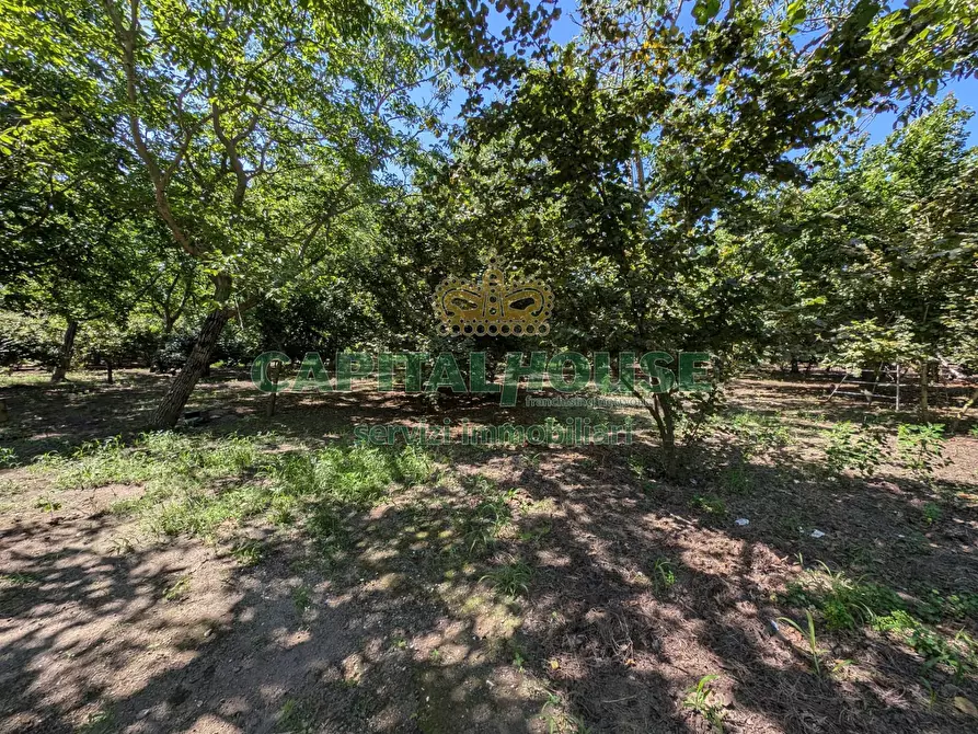 Immagine 8 di Terreno agricolo in vendita  in Contrada Fellino a Cicciano
