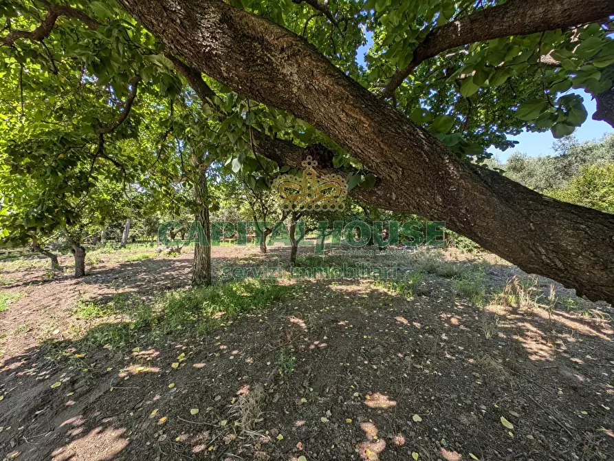 Immagine 9 di Terreno agricolo in vendita  in Contrada Fellino a Cicciano