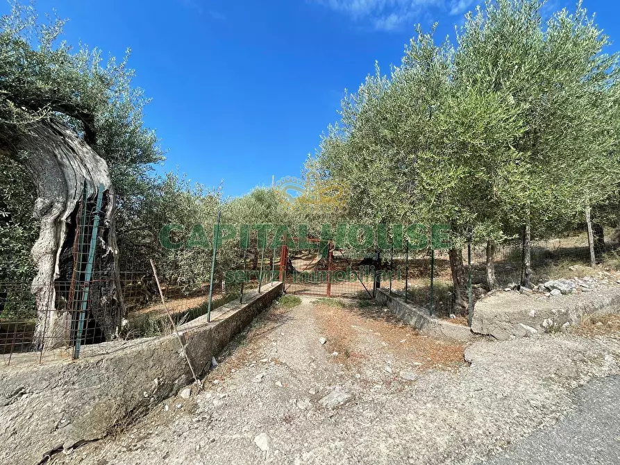 Immagine 2 di Terreno agricolo in vendita  in avella a Avella