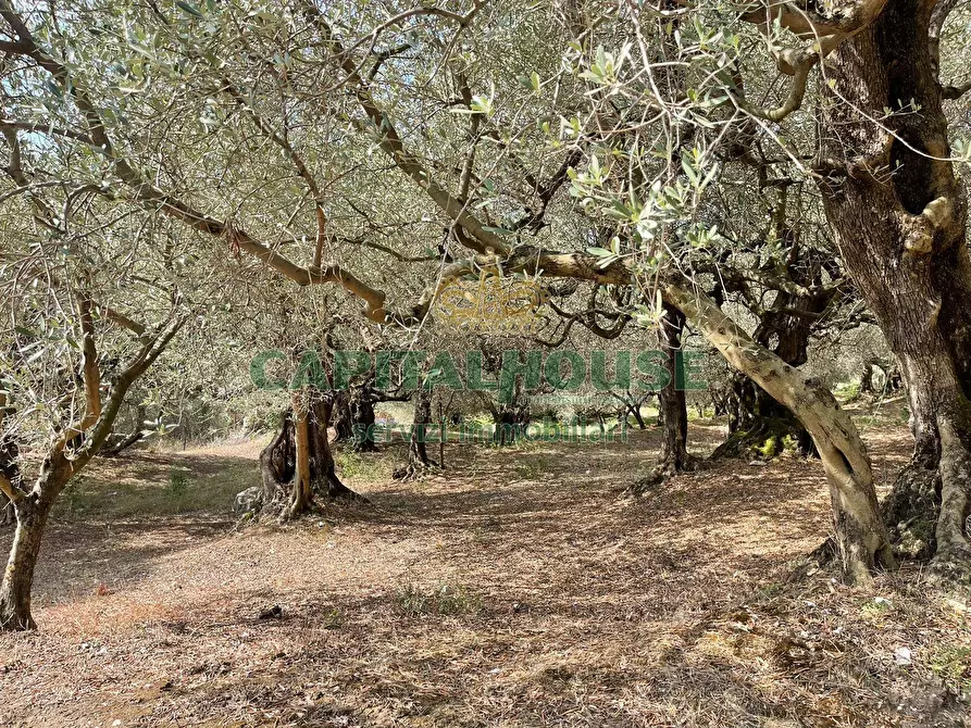 Immagine 3 di Terreno agricolo in vendita  in avella a Avella