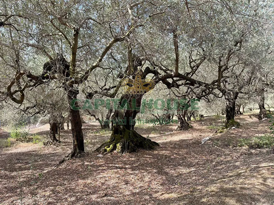 Immagine 5 di Terreno agricolo in vendita  in avella a Avella