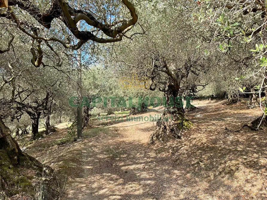 Immagine 11 di Terreno agricolo in vendita  in avella a Avella