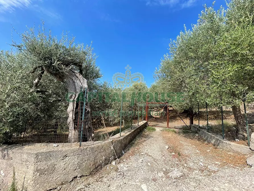 Immagine 14 di Terreno agricolo in vendita  in avella a Avella