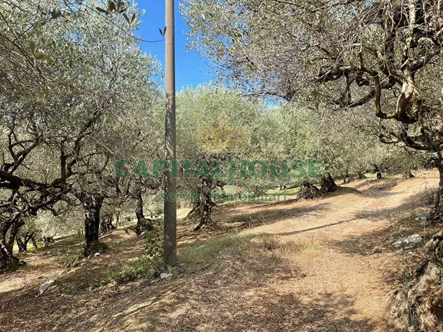 Immagine 16 di Terreno agricolo in vendita  in avella a Avella