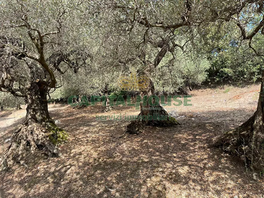 Immagine 17 di Terreno agricolo in vendita  in avella a Avella