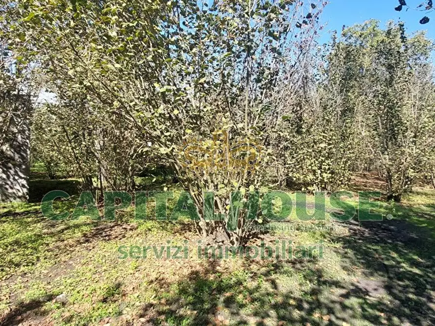 Immagine 2 di Terreno agricolo in vendita  in contrada colonna a Cercola