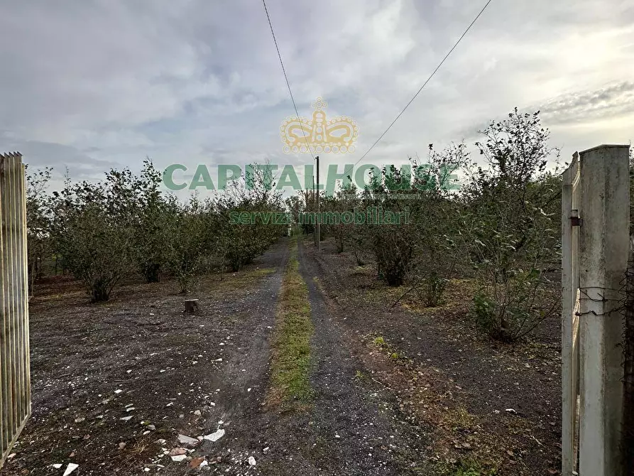 Immagine 6 di Terreno agricolo in vendita  in via recupe a Ottaviano