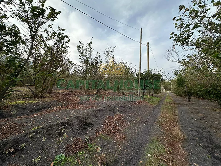 Immagine 4 di Terreno agricolo in vendita  in via recupe a Ottaviano