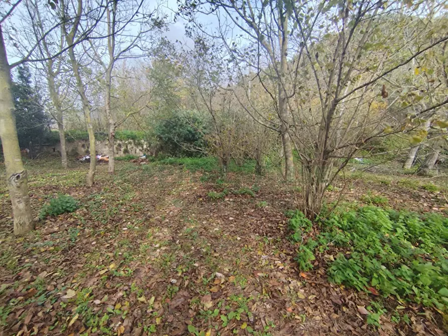 Immagine 1 di Terreno agricolo in vendita  in VIA LAVINAIO a Mercato San Severino