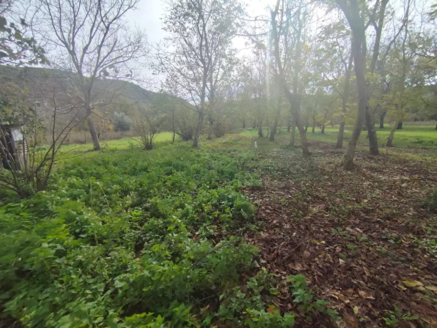 Immagine 2 di Terreno agricolo in vendita  in VIA LAVINAIO a Mercato San Severino