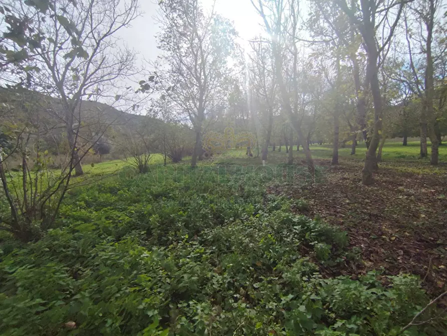 Immagine 3 di Terreno agricolo in vendita  in VIA LAVINAIO a Mercato San Severino
