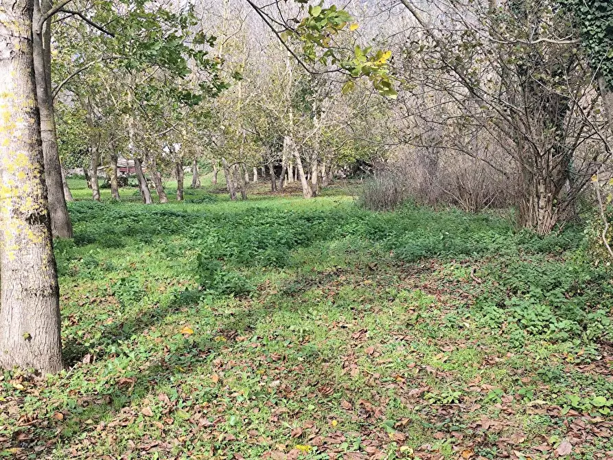 Immagine 5 di Terreno agricolo in vendita  in VIA LAVINAIO a Mercato San Severino