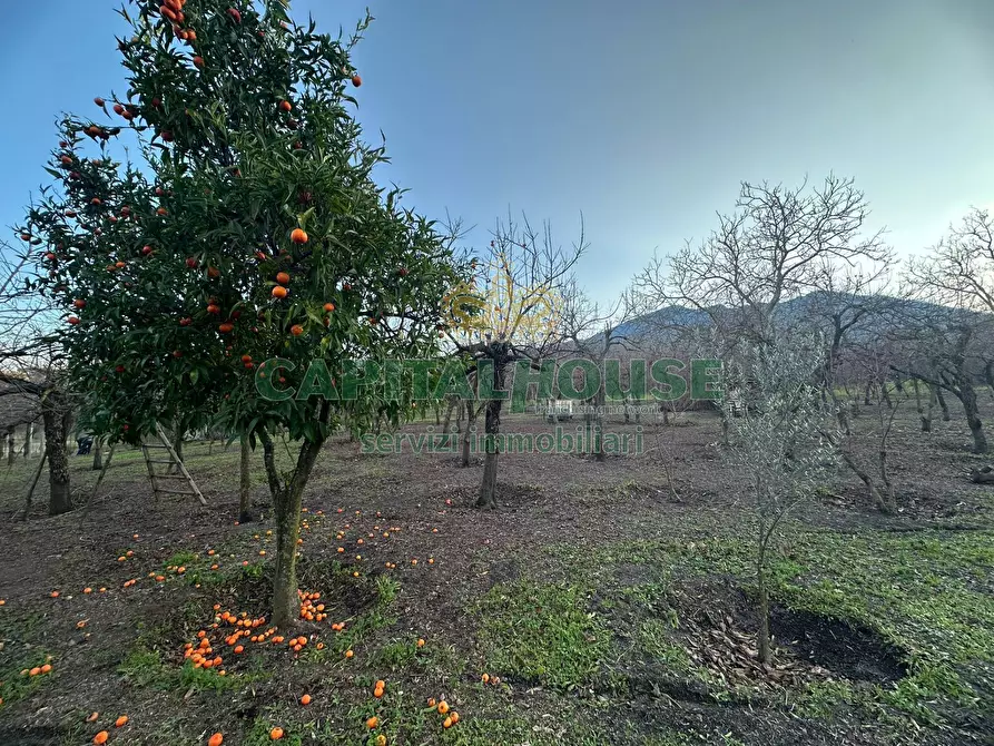 Immagine 6 di Terreno agricolo in vendita  in contrada capra biannca a Somma Vesuviana