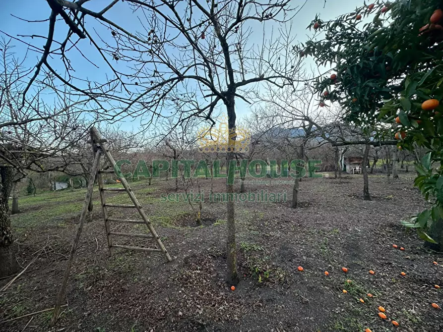 Immagine 7 di Terreno agricolo in vendita  in contrada capra biannca a Somma Vesuviana