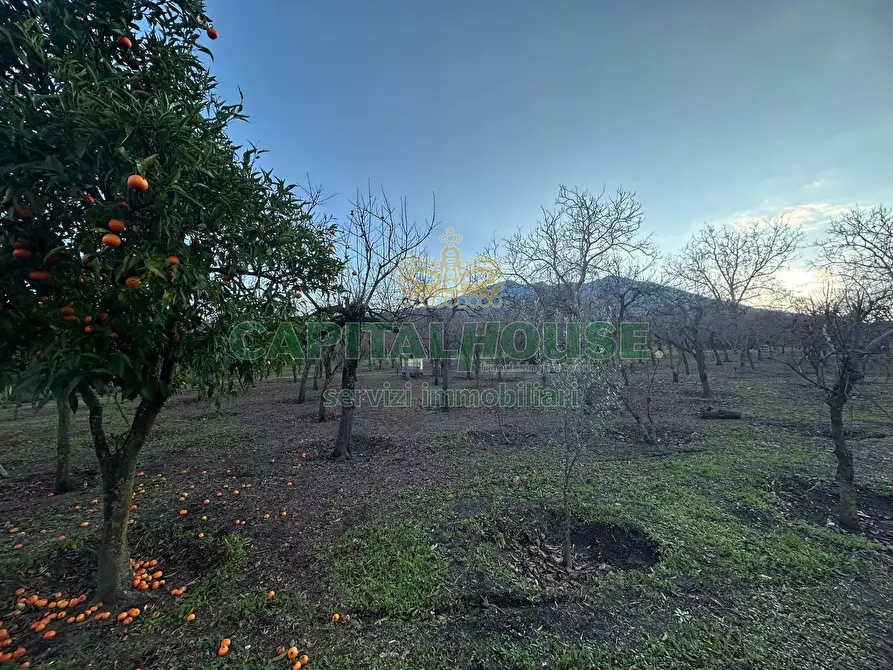 Immagine 9 di Terreno agricolo in vendita  in contrada capra biannca a Somma Vesuviana