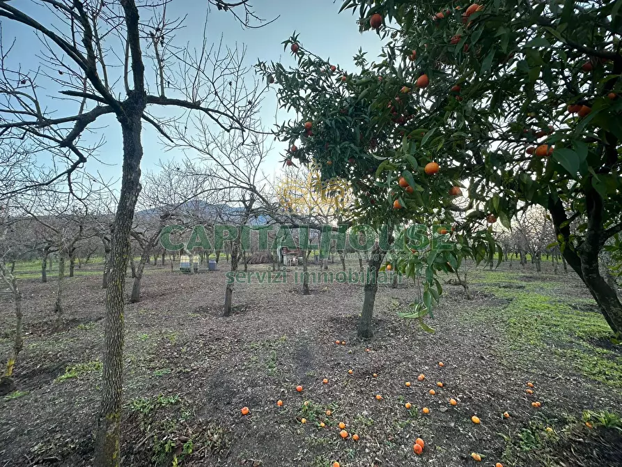 Immagine 10 di Terreno agricolo in vendita  in contrada capra biannca a Somma Vesuviana
