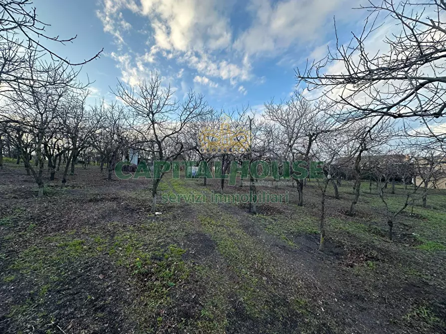 Immagine 5 di Terreno agricolo in vendita  in contrada capra biannca a Somma Vesuviana