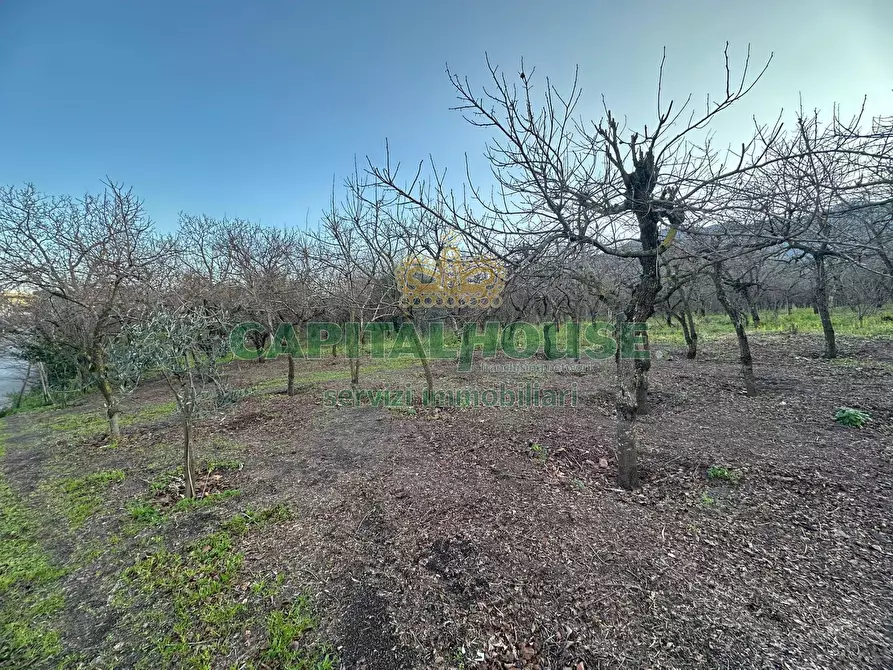 Immagine 11 di Terreno agricolo in vendita  in contrada capra biannca a Somma Vesuviana